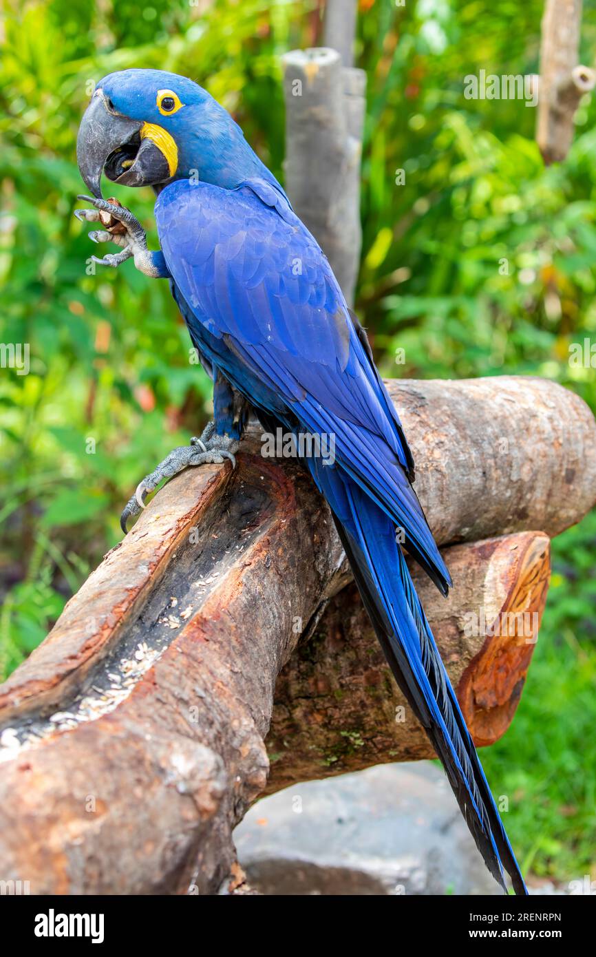 The hyacinth macaw is a parrot native to central and eastern South