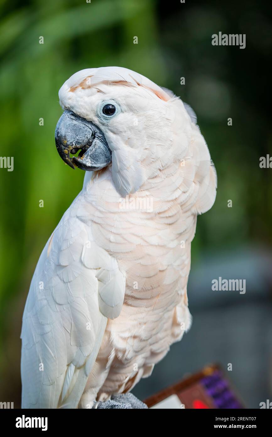 the Salmon-crested cockatoo is a cockatoo endemic to the Seram archipelago in eastern Indonesia.  It has white-pink feathers with a definite peachy gl Stock Photo