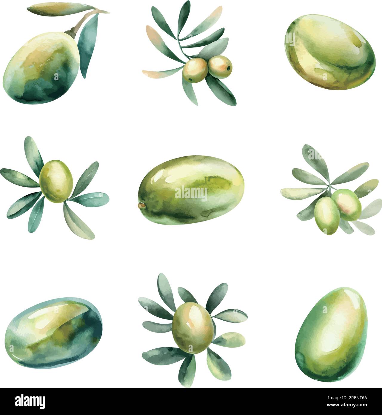 Watercolor set of olives with leaves. Hand drawn illustration isolated ...
