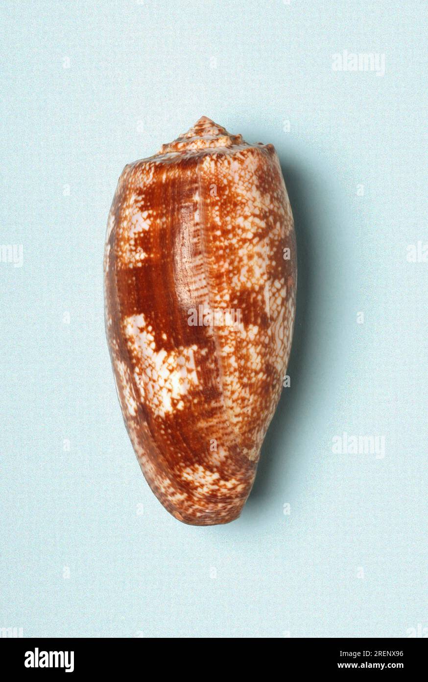 Conus geographus, Conidae Stock Photo