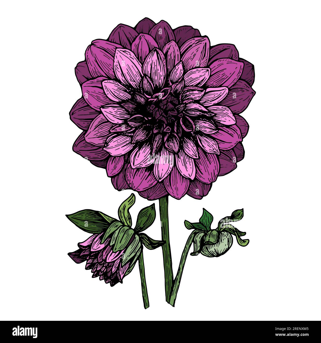 Dahlia botanical drawing hi-res stock photography and images Dahlia botanical drawing hi-res stock photography and images