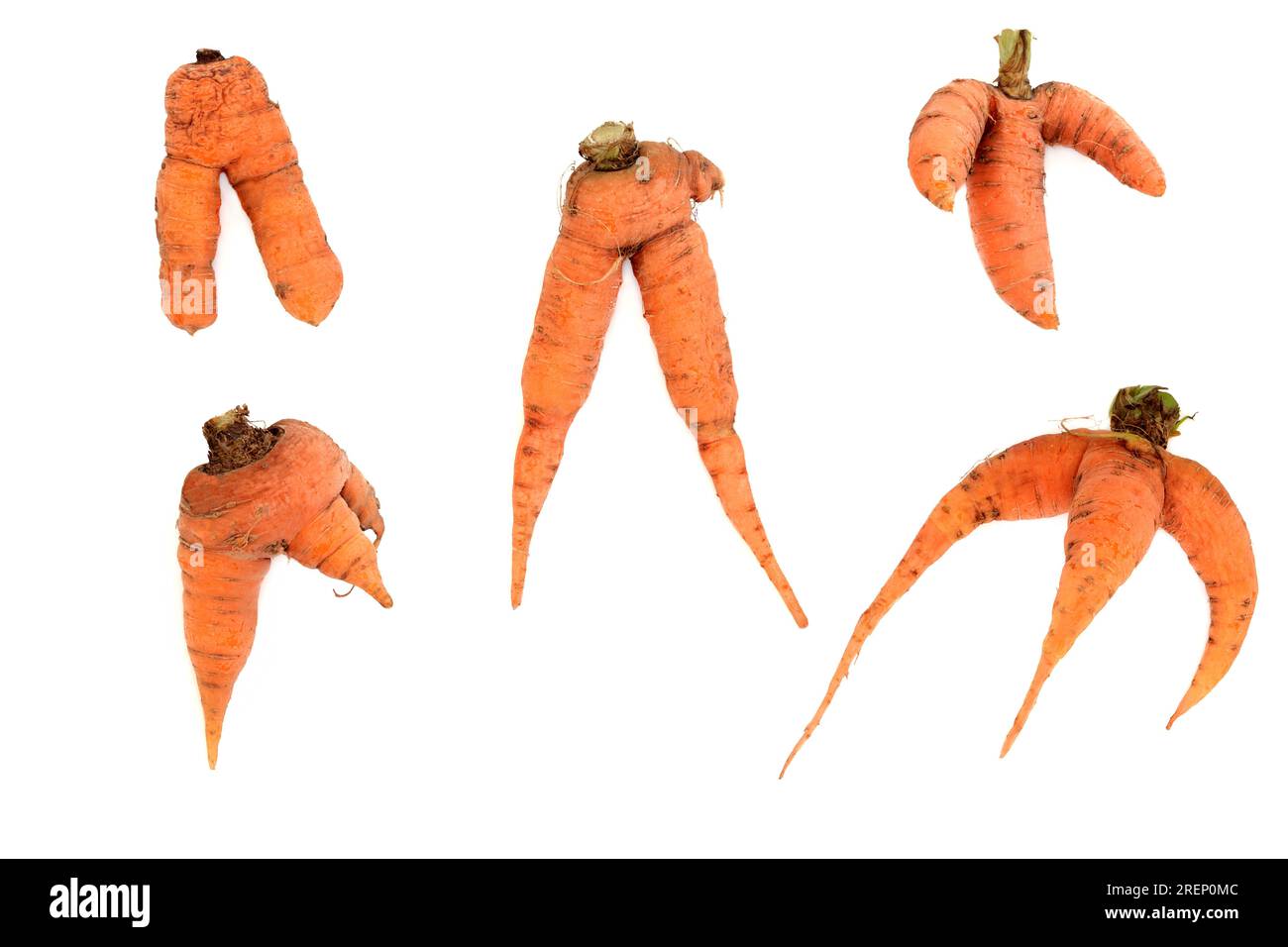 Forked and deformed carrot vegetables. Organic imperfect examples on white background. Stock Photo