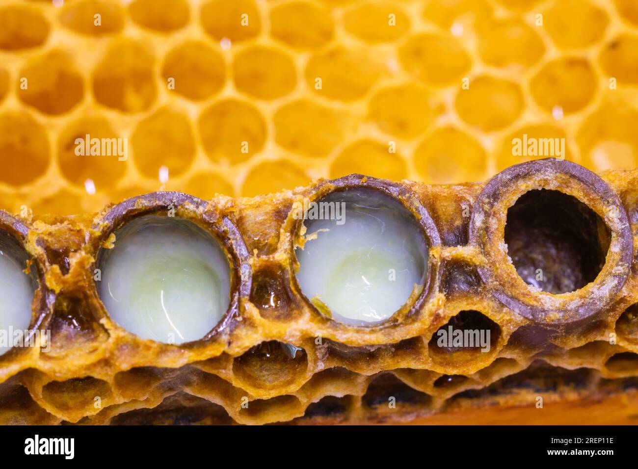 Organic Royal jelly production background photo. Royal jellies in the bee queen cells in focus. Stock Photo