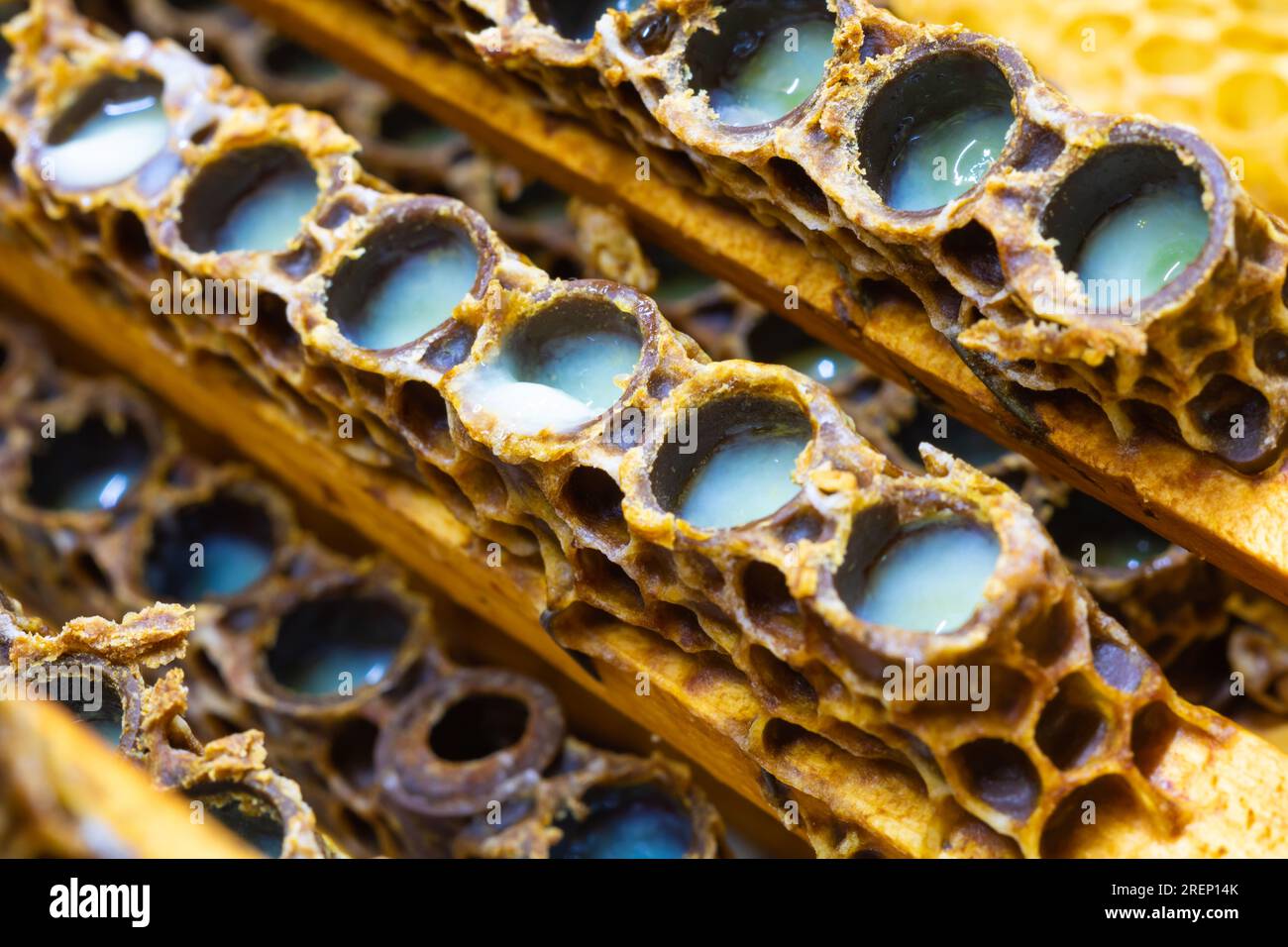 Organic royal jelly production background photo. Macroview of bee queen