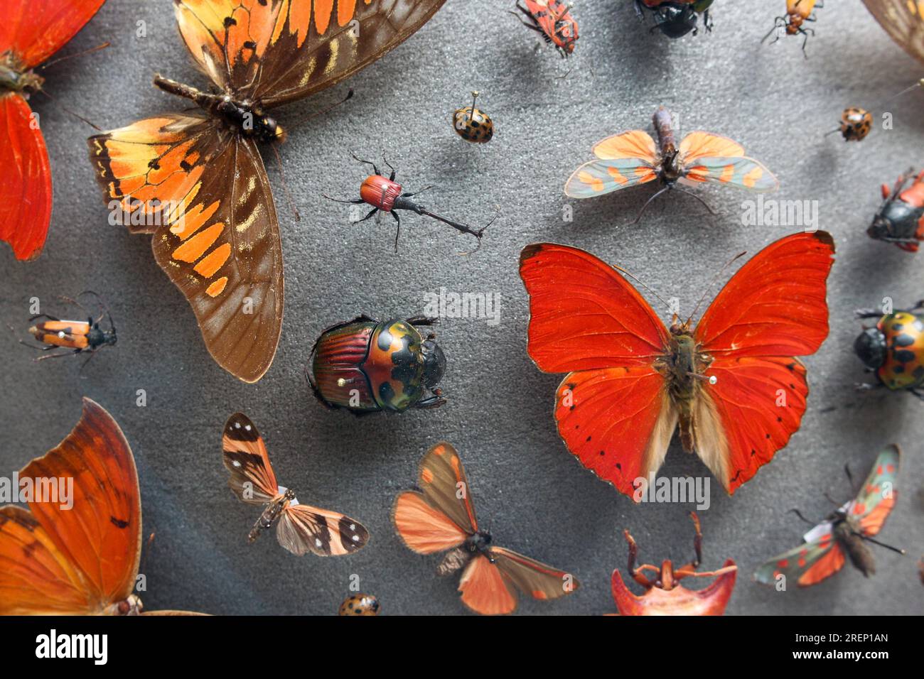 A photograph of colourful insects from inside Oxford's Museum of Natural History. Oxford, England, July 2023. Stock Photo