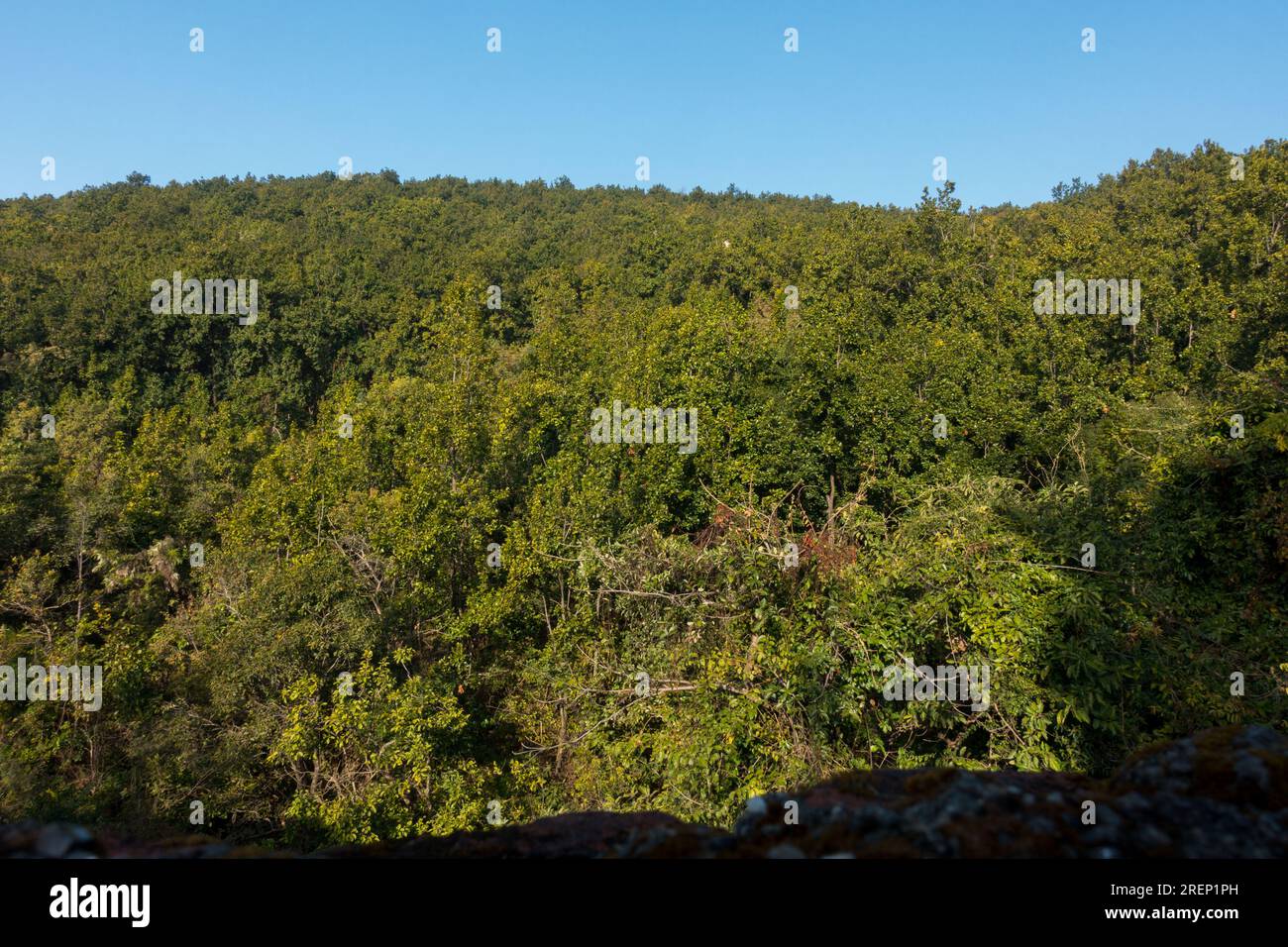 Shorea robusta, the majestic sal tree forest in Dehradun Valley's mountainous landscape. Uttarakhand, India Stock Photo