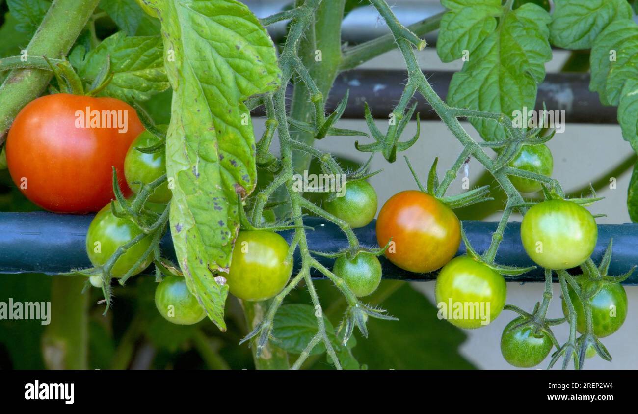 Heranwachsende Tomaten im eigenen Garten Stock Photo