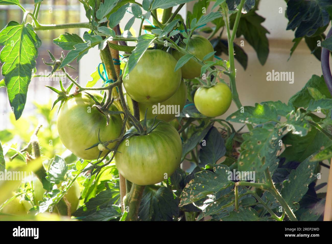 Heranwachsende Tomaten im eigenen Garten Stock Photo