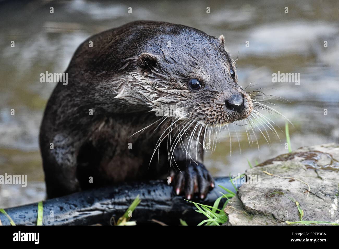 Eurasian Otter (Lutra lutra)  Immature with wet fur looking. Stock Photo