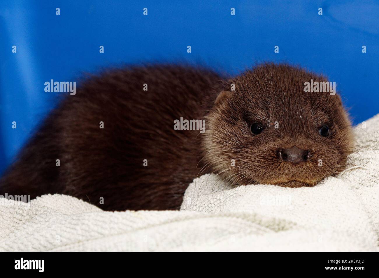 Eurasian Otter (Lutra lutra) 10 week old cub,abandoned orphan Stock