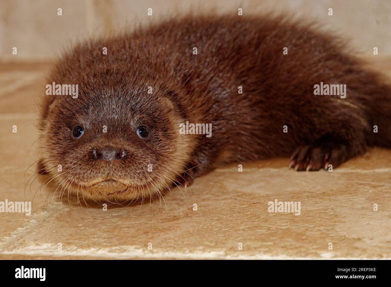 Eurasian Otter (Lutra lutra) 10 week old cub,abandoned orphan Stock