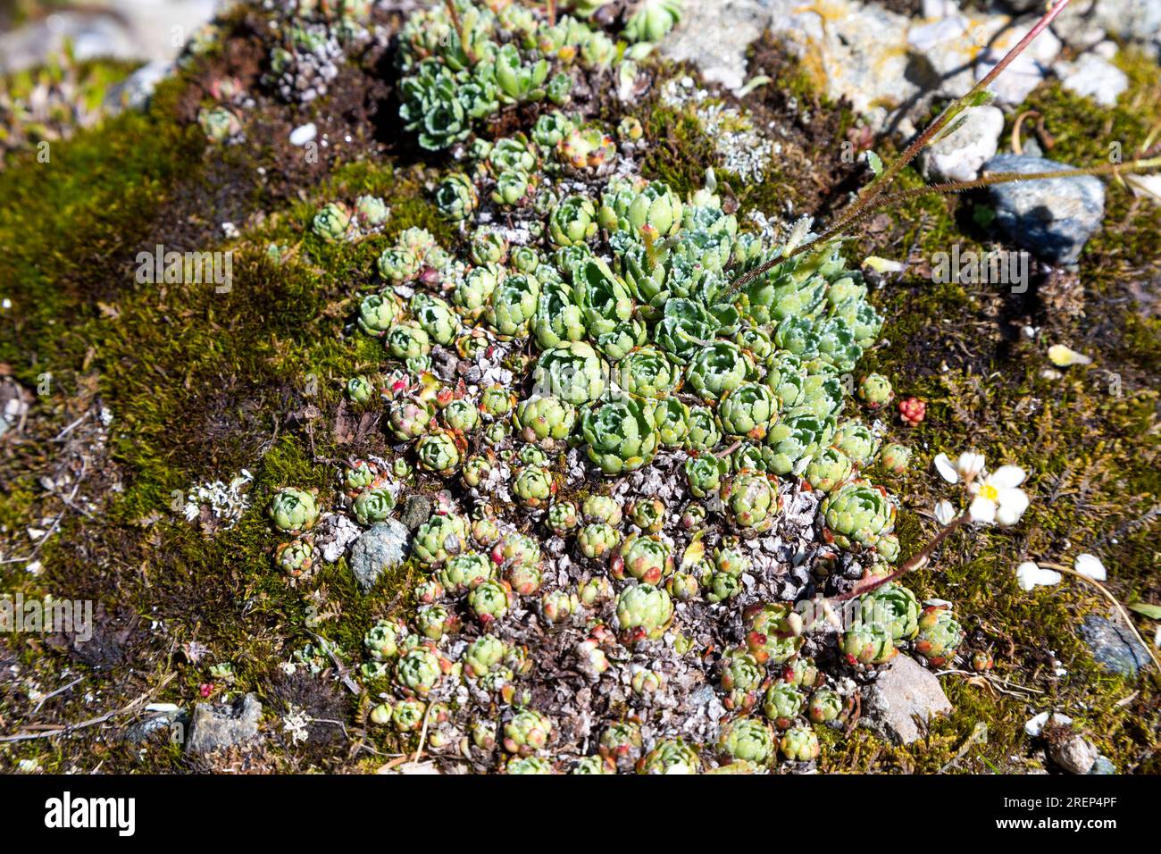 Small green succulent roses and moss growing on rocks in the Bucegi ...