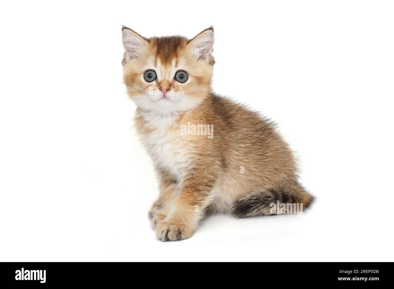 Small, funny Scottish kitten, isolated on a white background Stock Photo