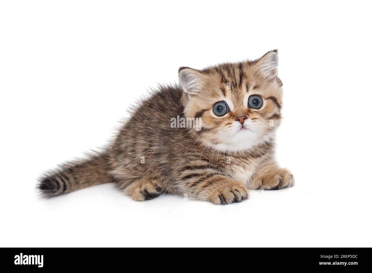 Small, striped Scottish kitten, isolated on a white background Stock Photo