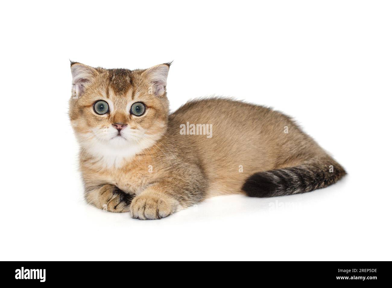 Young, beautiful Scottish kitten, isolated on a white background Stock Photo