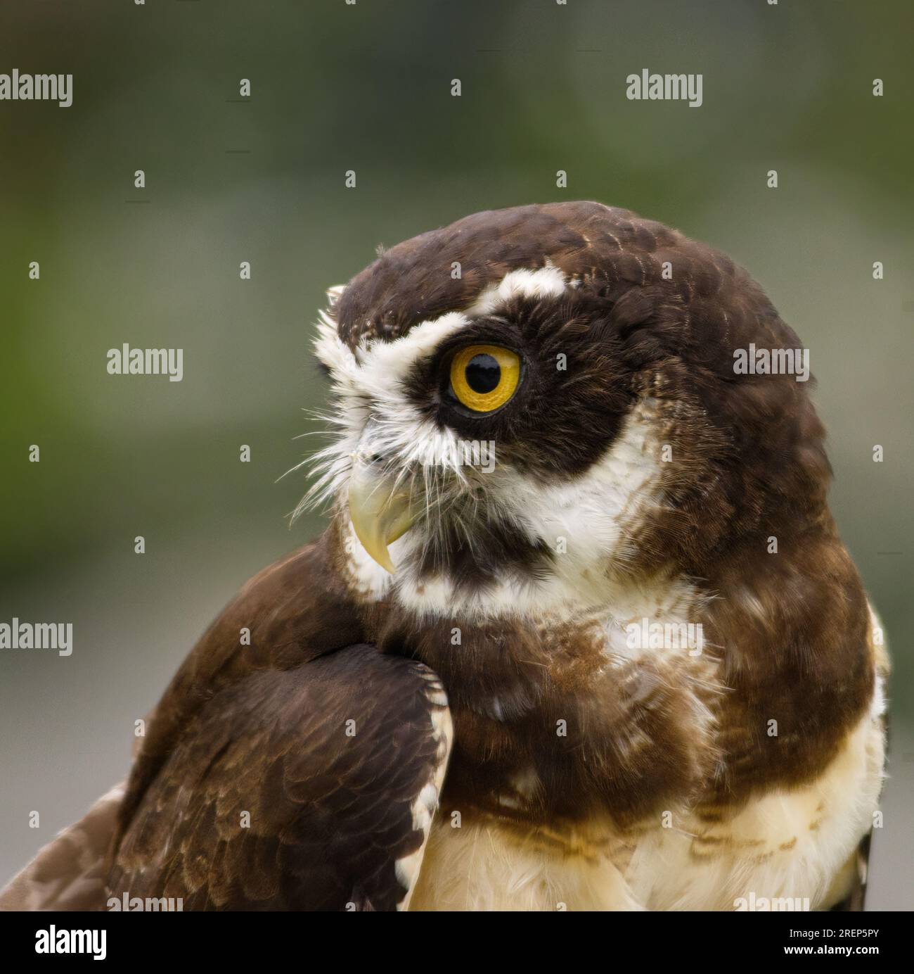 Portrait of a Spectacled Owl, Pulsatrix perspicillata Stock Photo