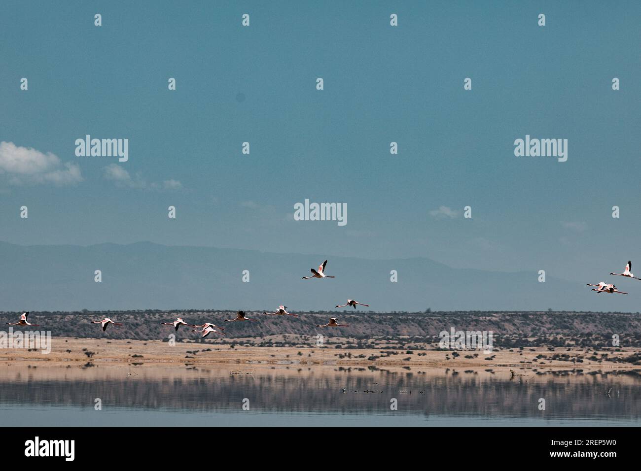 Lake Magadi Travel Adventures- Flamingoes Home Stock Photo