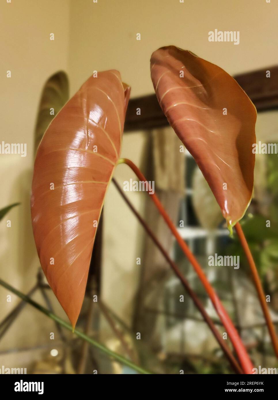 live real echeveria succulents for sale online free shipping Real Live Succulent Cactus Plant : Echeveria lindsayana E. Walther   Succulent Zone