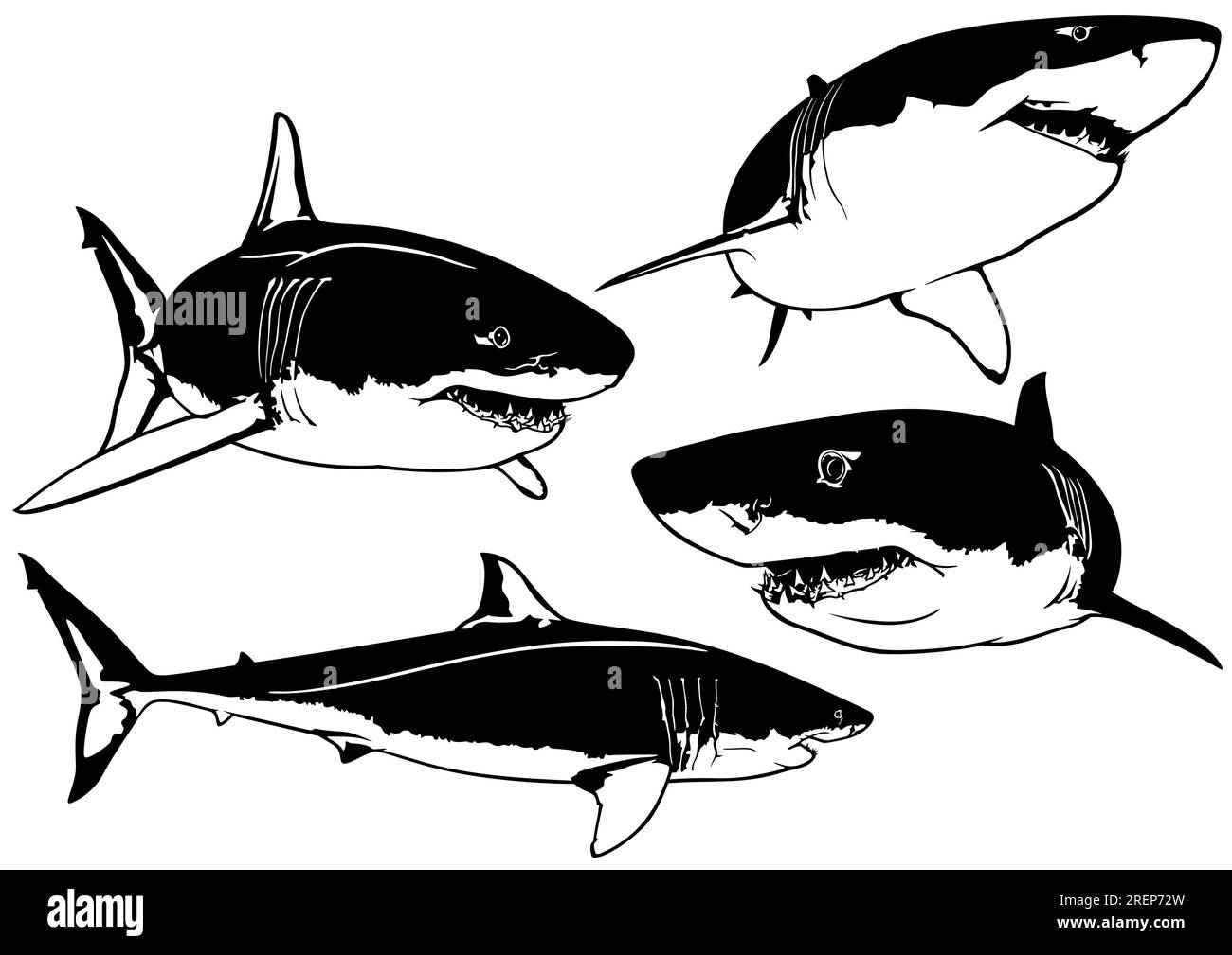 Set of Great White Shark Drawings Stock Vector