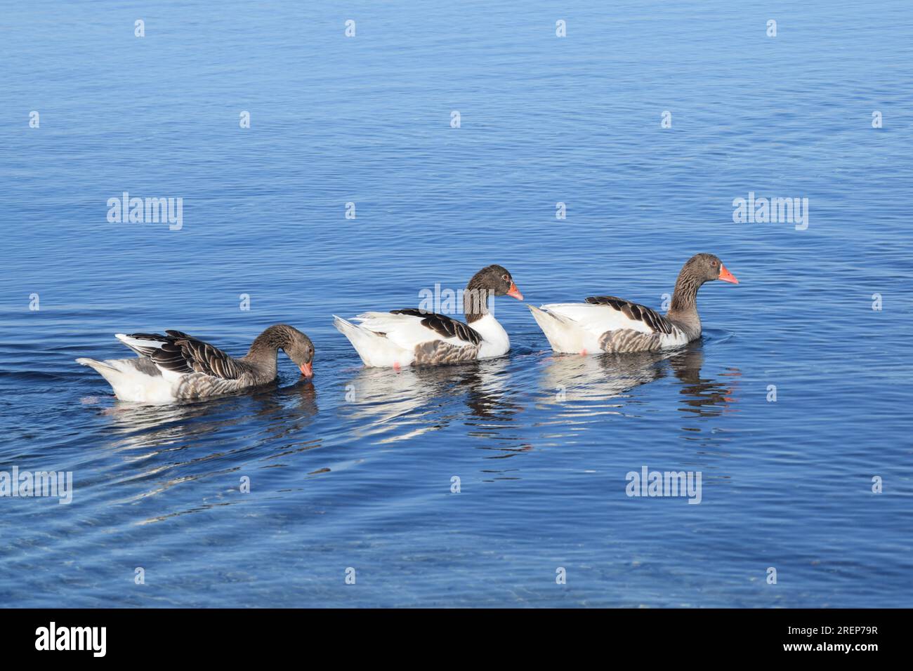 Flock of geese in the sea Stock Photo Alamy