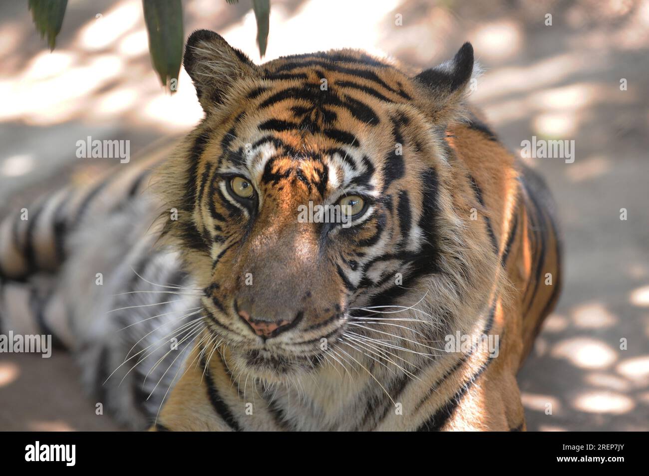 Smallest of the tiger subspecies hi-res stock photography and images ...