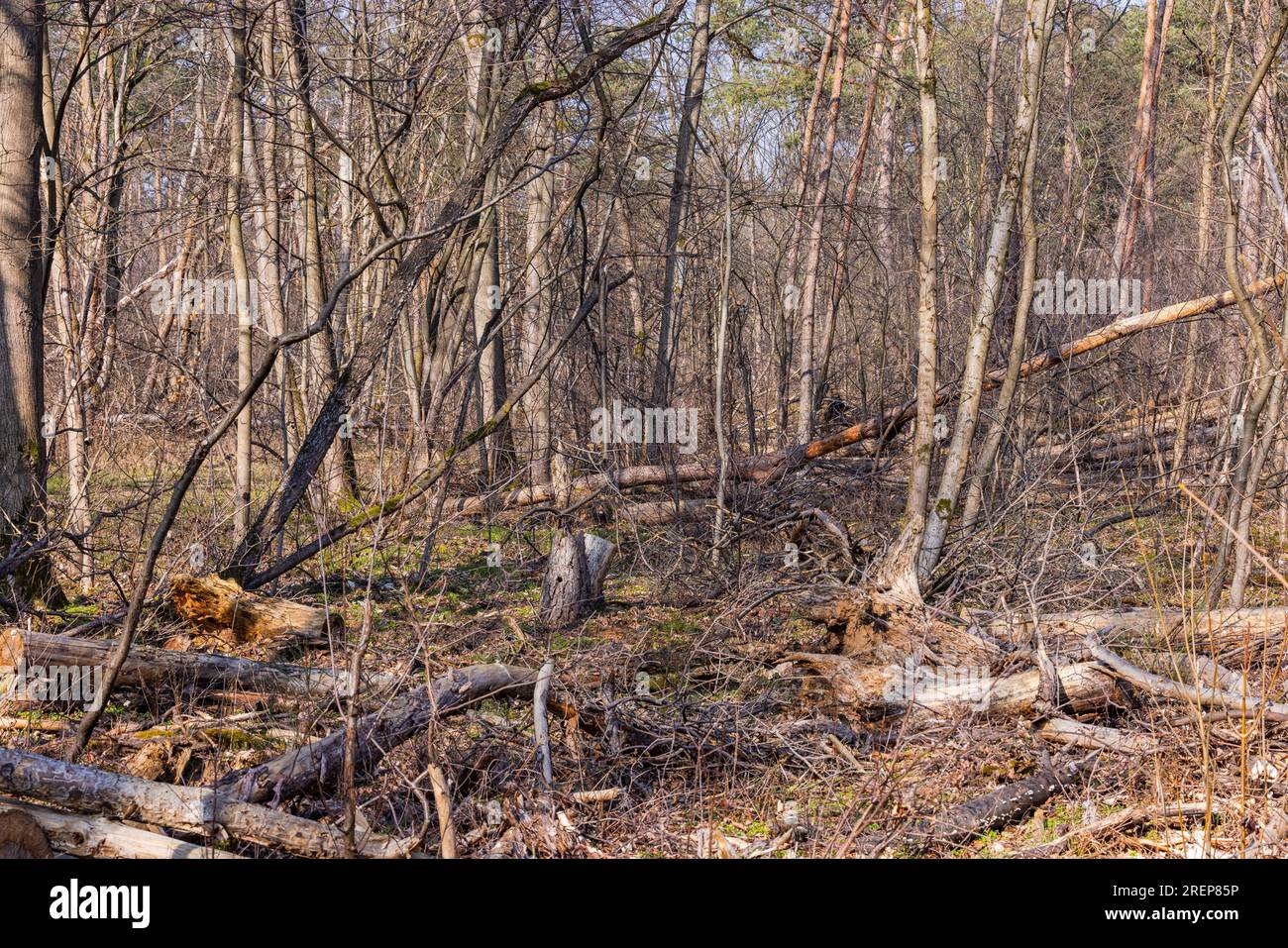 Many fallen trees in a weakened forest damaged by drought and insect infestation Stock Photo