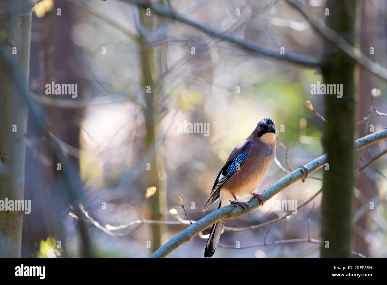 Witness the regal charm of a Eurasian Jay as it graces a tree branch in the tranquil forest, its vibrant plumage and keen gaze mesmerizing the beholde Stock Photo