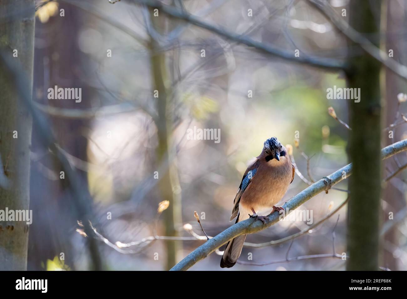 Capture the essence of the wild as a beautiful Eurasian Jay sits gracefully on a tree in the lush forest, its keen eyes surveying the surroundings wit Stock Photo