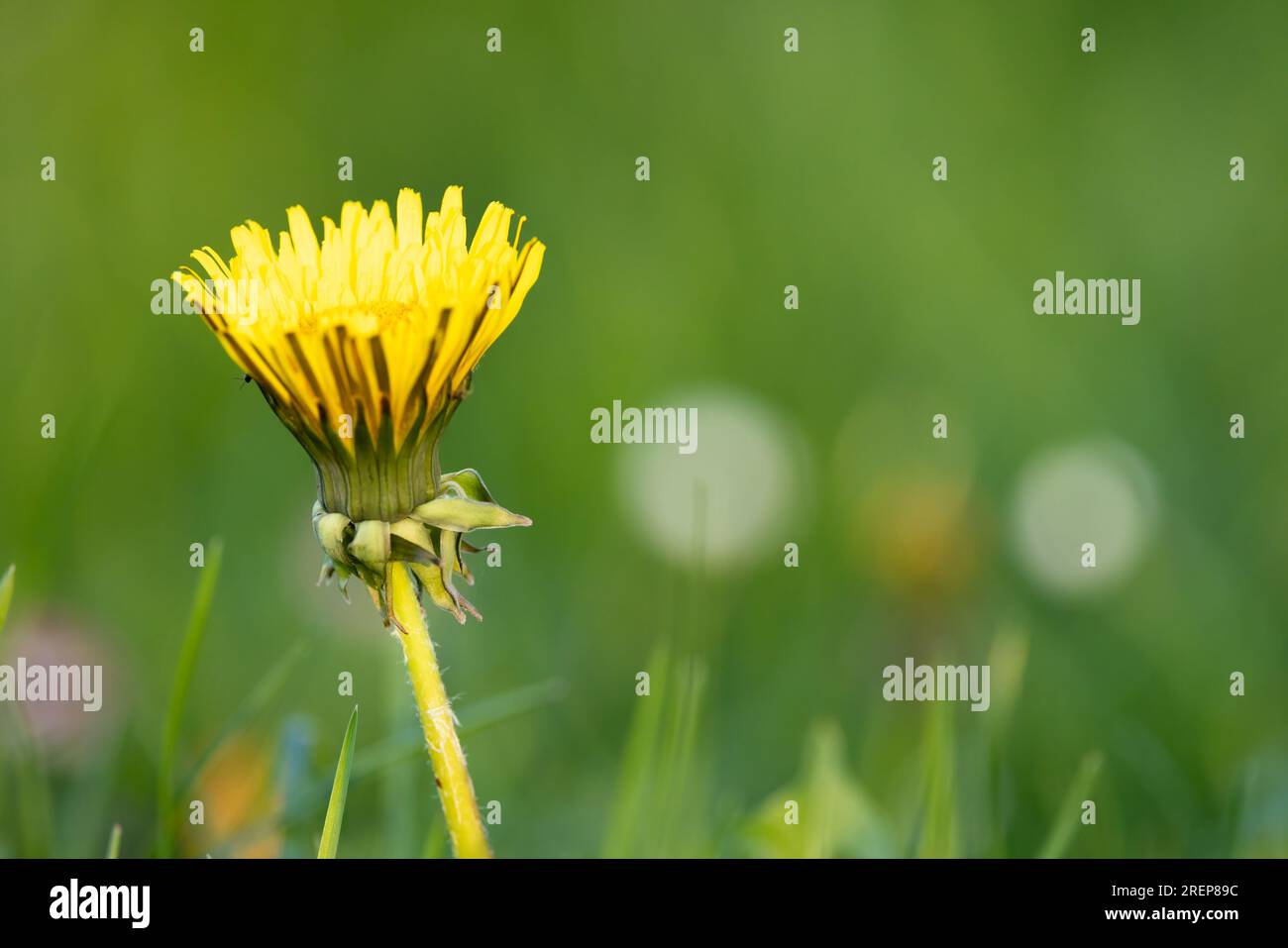 Embark on a journey through nature's enchanting meadow as you witness the intricate beauty of a common dandelion in a captivating closeup, its delicat Stock Photo