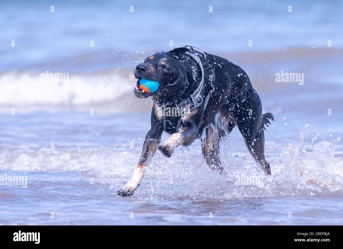 A Welsh Border Collie playing on a beach Stock Photo