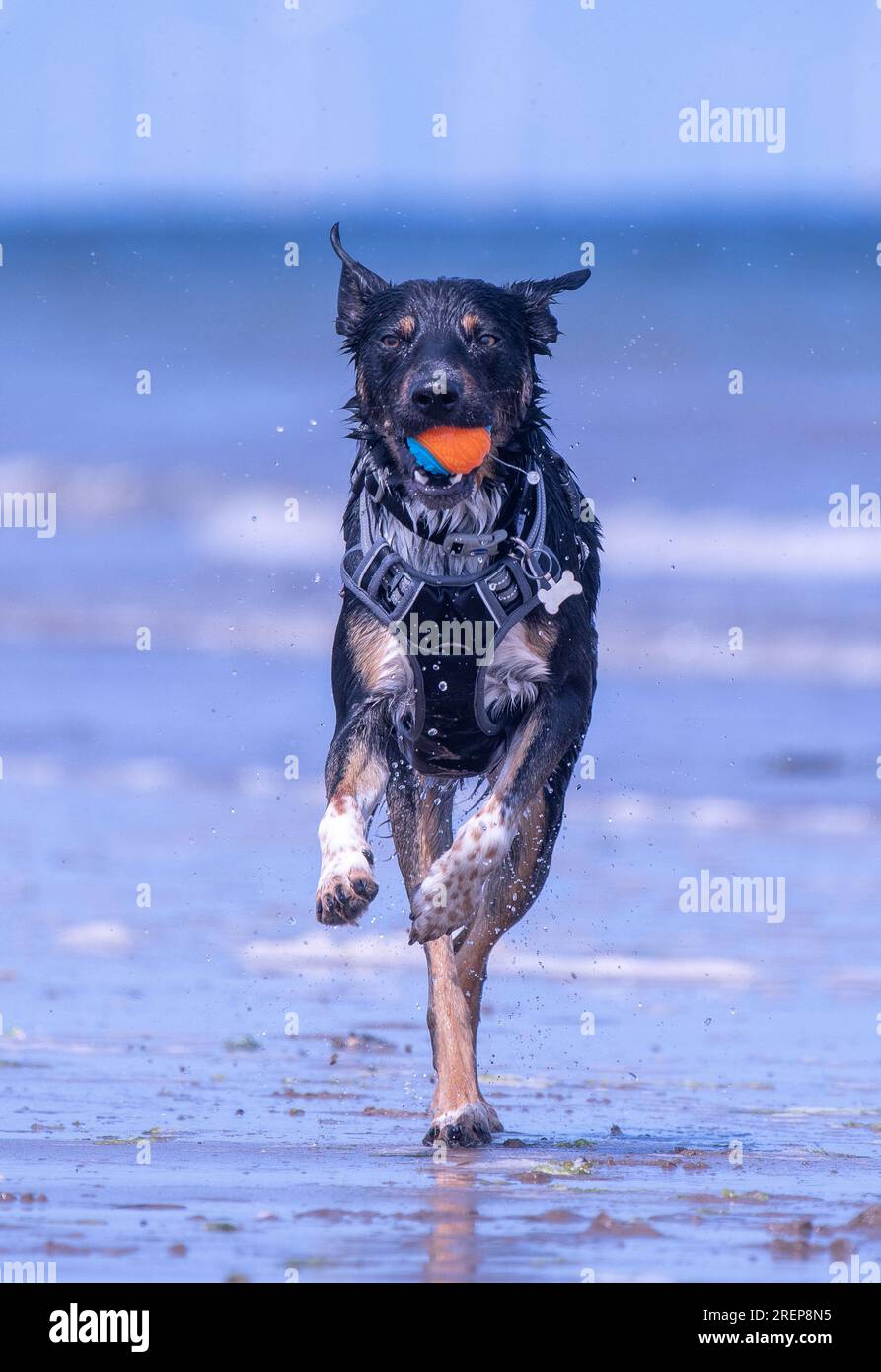 A Welsh Border Collie playing on a beach Stock Photo