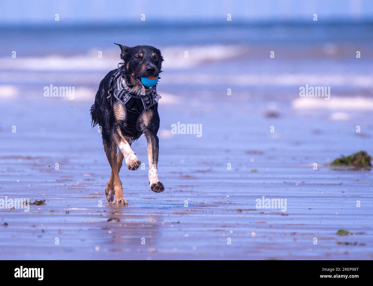 A Welsh Border Collie playing on a beach Stock Photo