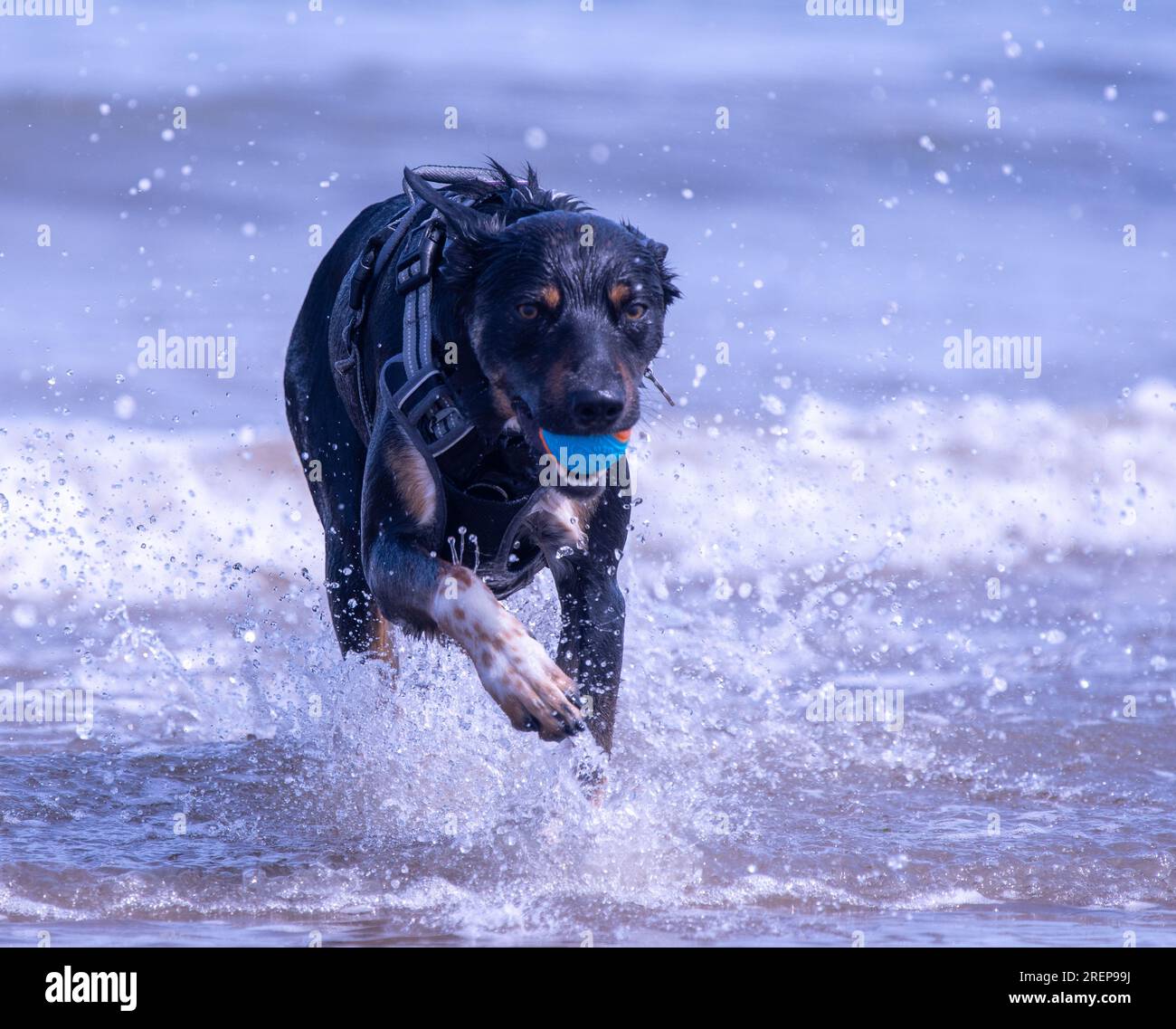 A Welsh Border Collie playing on a beach Stock Photo