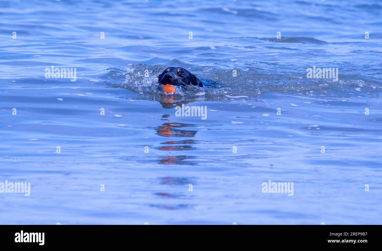 A Welsh Border Collie playing on a beach Stock Photo