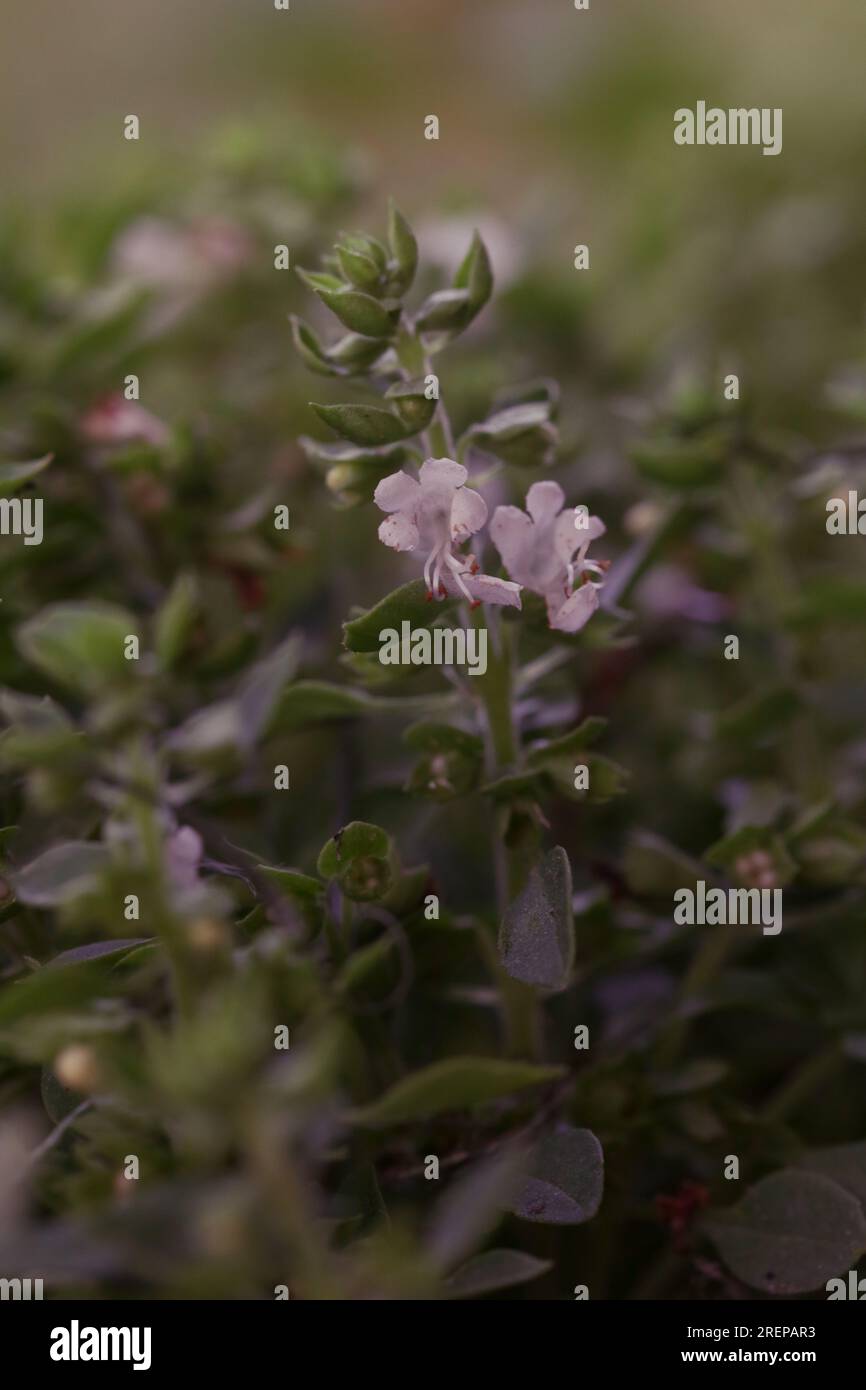 Organic Non-GMO Greek Basil, close up Stock Photo