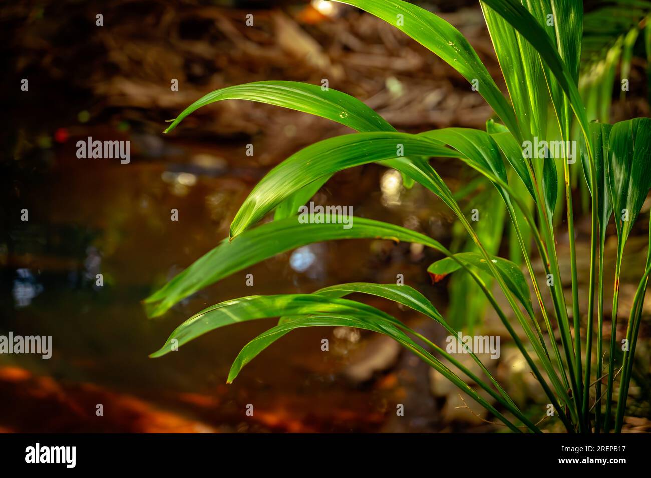 Wild green plants in Australian rainforest Stock Photo