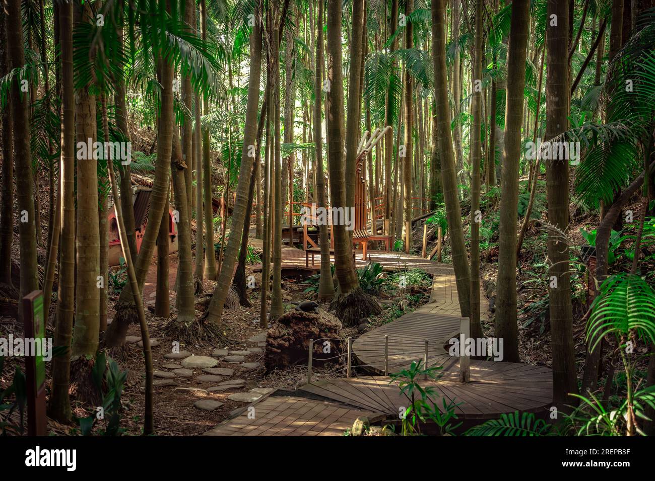 Walking path in Tamborine Mountain Botanic Gardens in Queensland