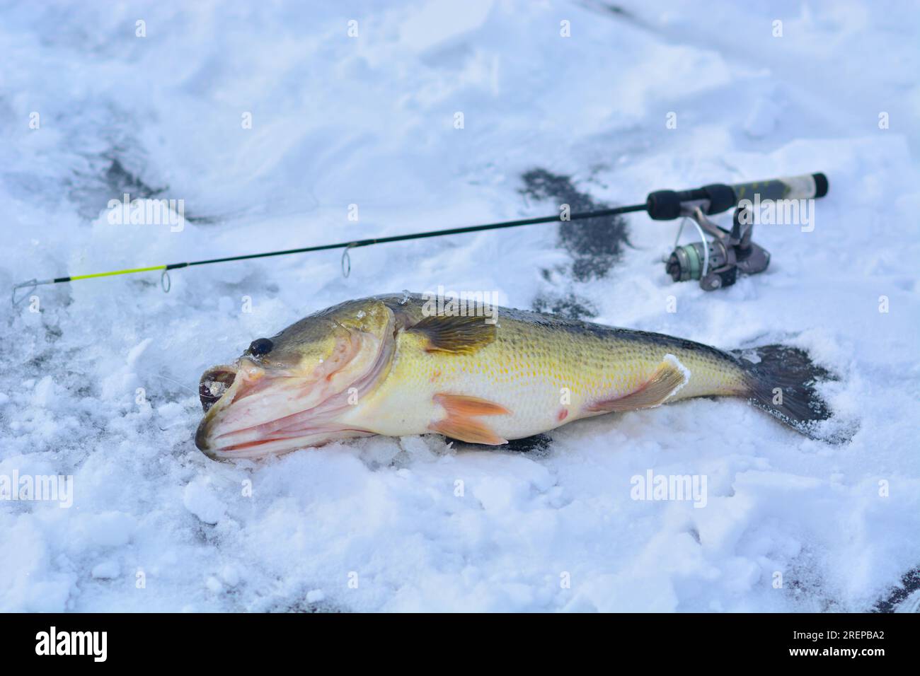 Ice fishing catching fish on ice water activity, hobby leisure Stock