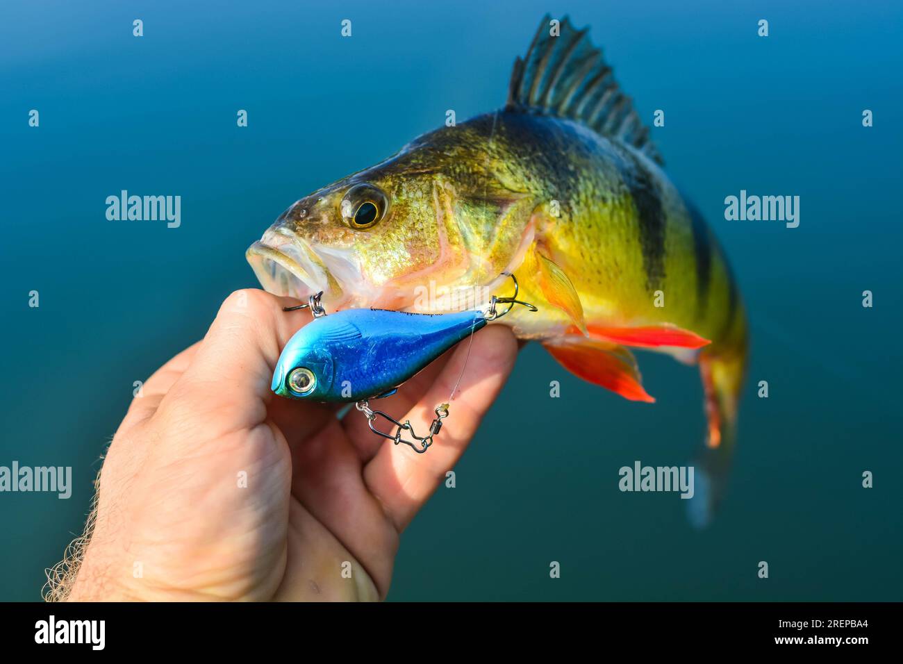 Game fish bait hi-res stock photography and images - Alamy