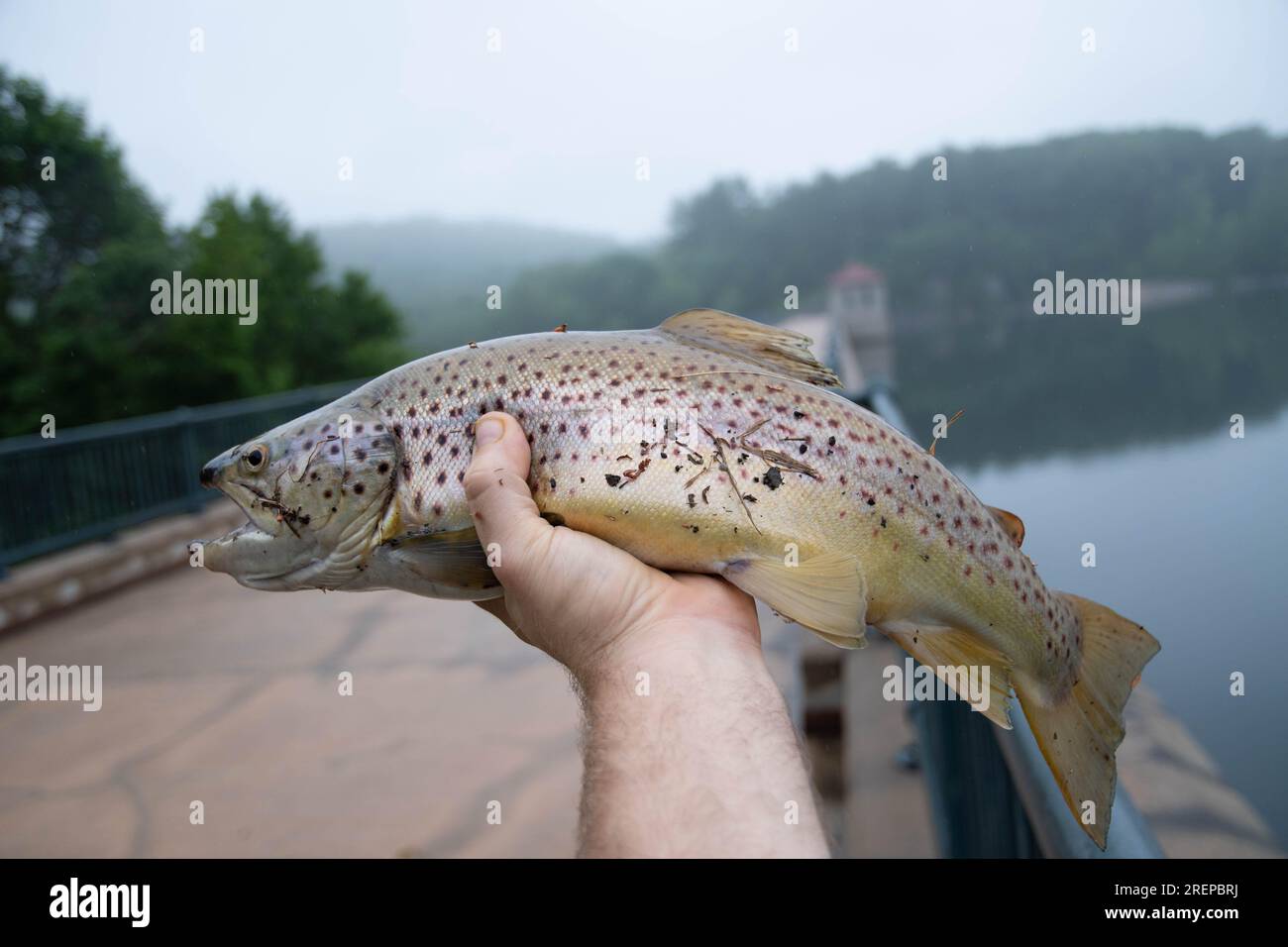 Trout held in hand nice catch fresh water fishing, copy space image Stock Photo