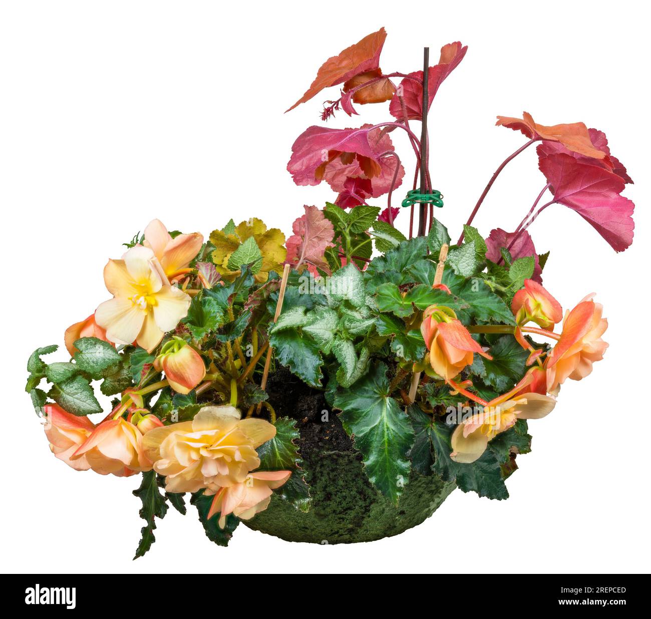 Closeup of an isolated planter bowl with begonia and heuchera flowers Stock Photo