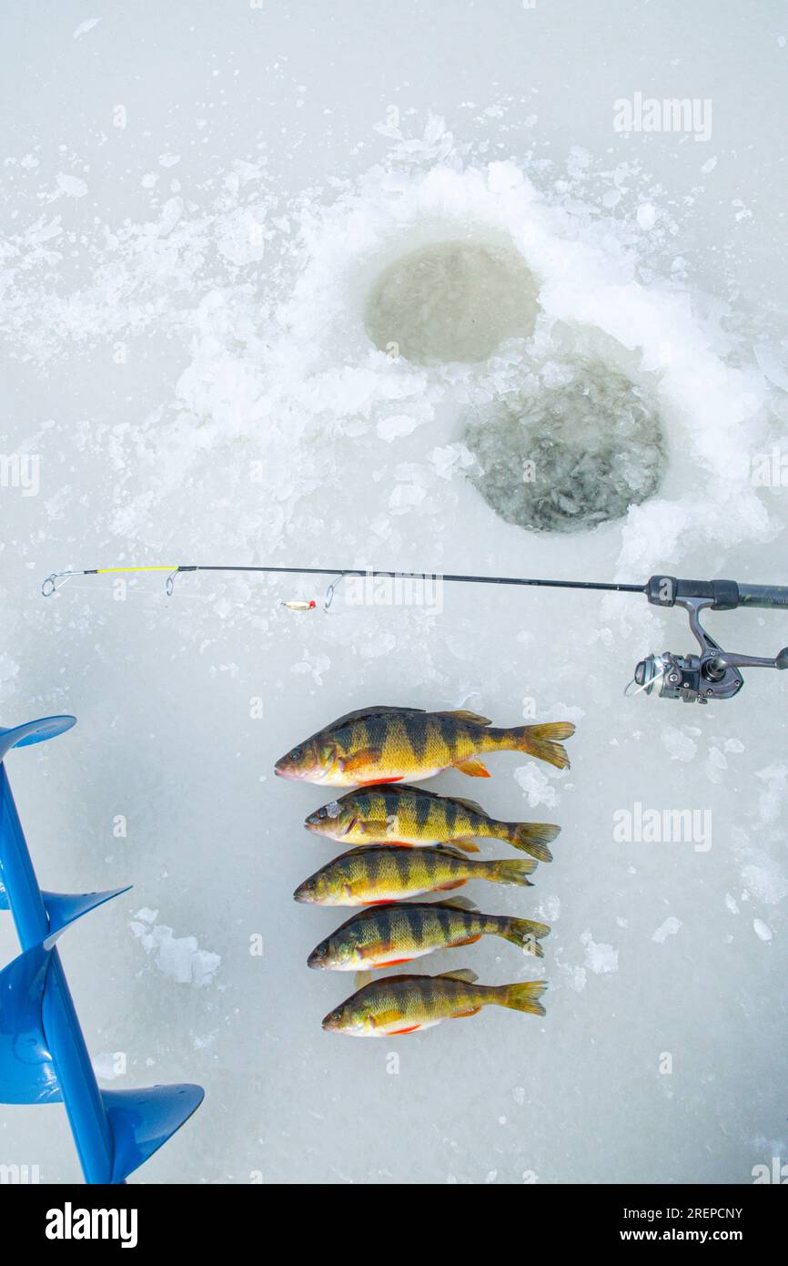 Ice fishing catching fish on ice water activity, hobby leisure Stock