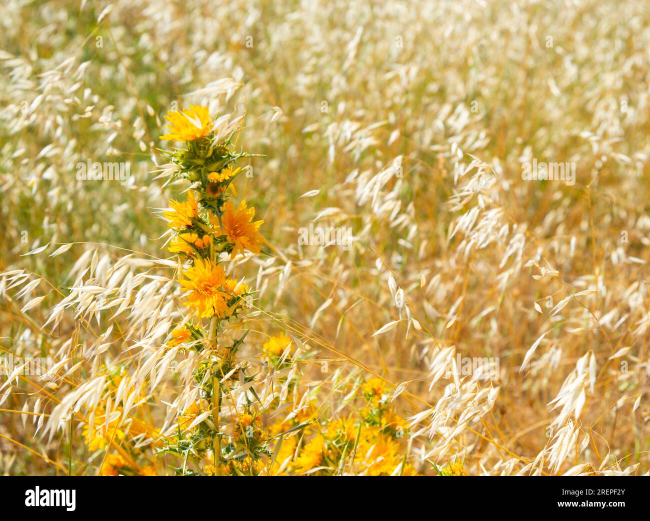 Yellow thistle flowers among ears. Stock Photo