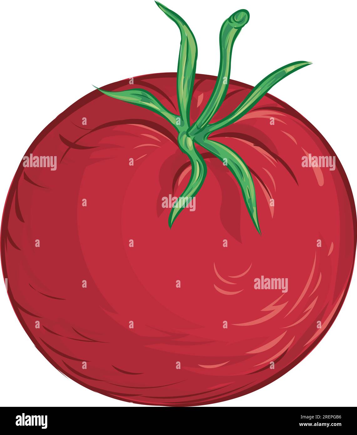 Tomato. Isolated vegetables on white background Stock Vector