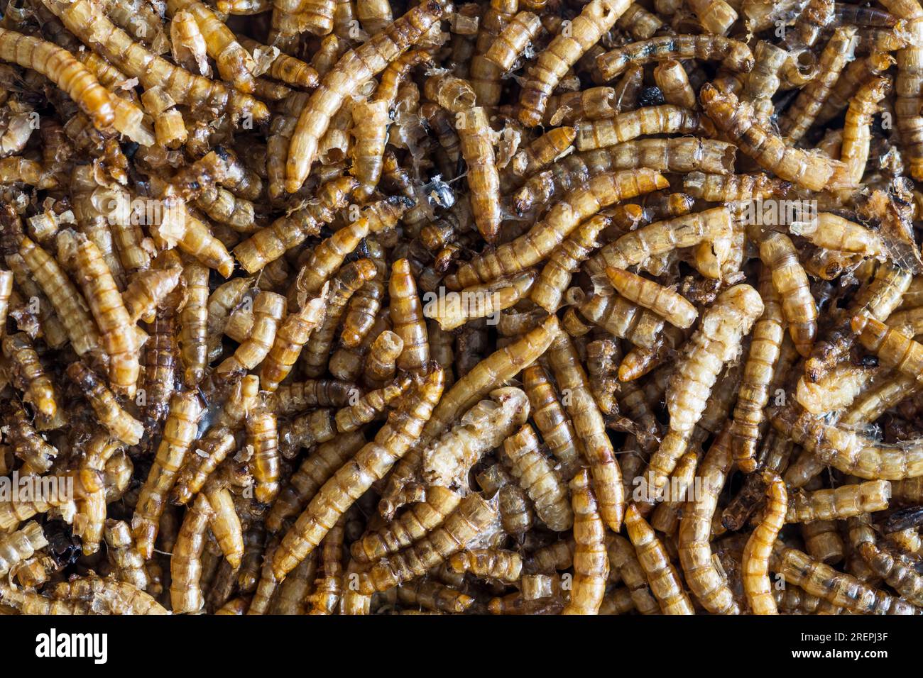 Birdfood - closeup of a mealworm block consisting of dried mealworms set in gelatine. Stock Photo