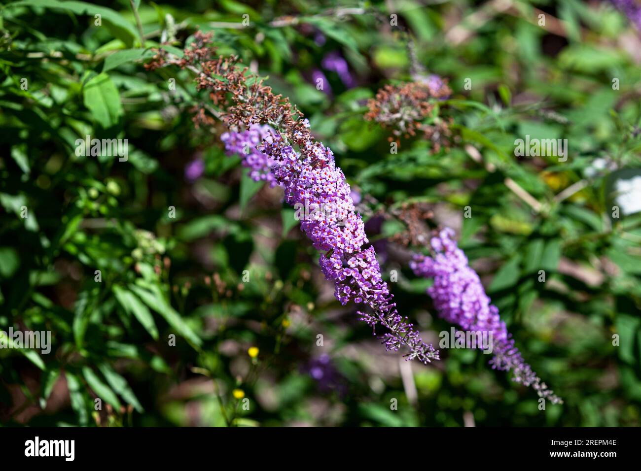 Close-up on the flowers of a Buddleja davidii Stock Photo - Alamy