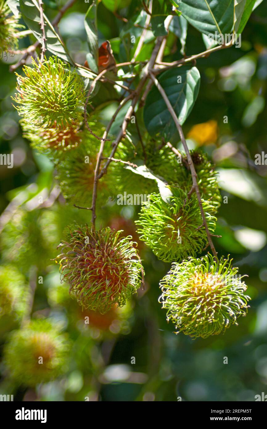 Close-up on a stack of Rambutans hanging from a branch. Stock Photo