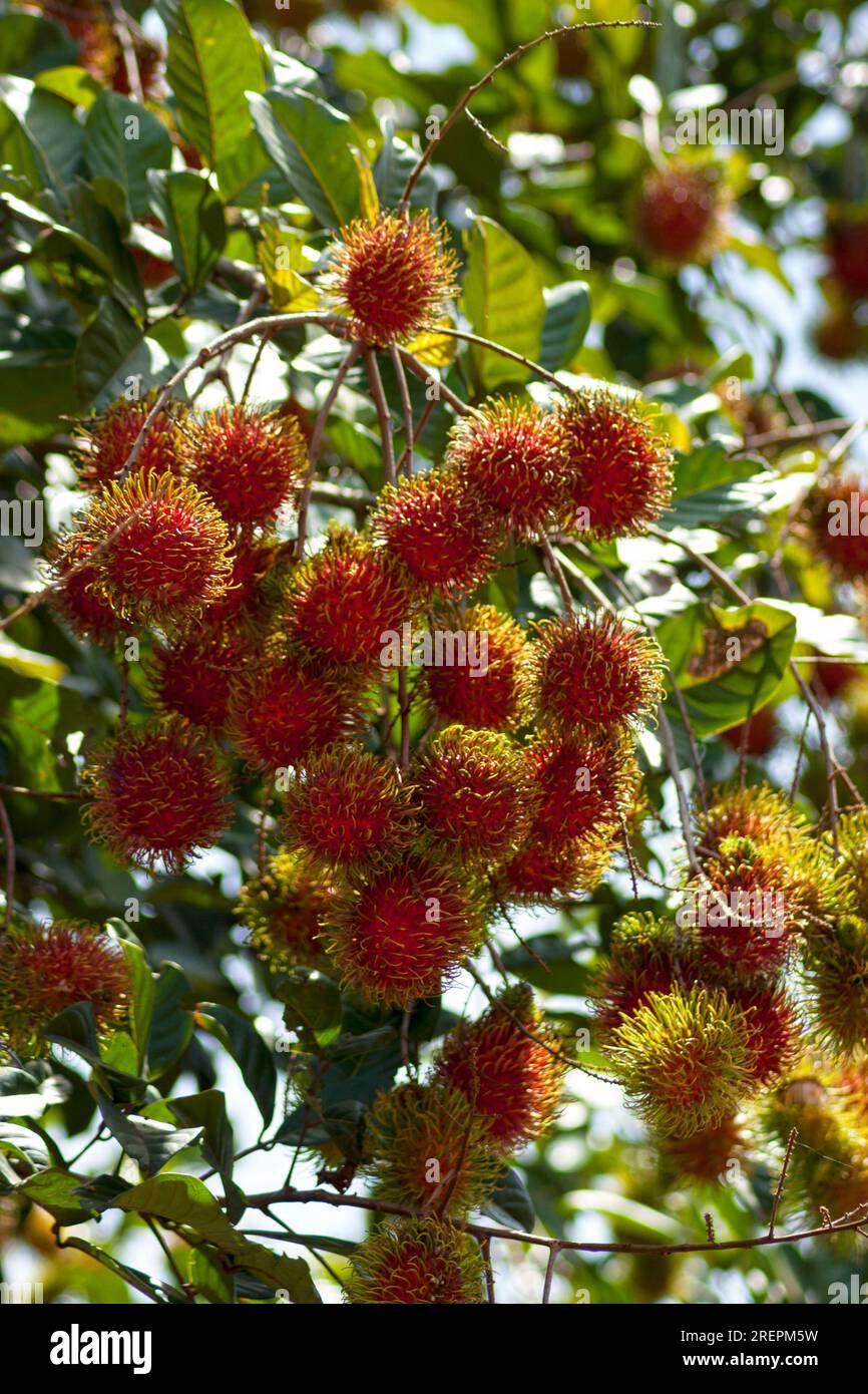 Rambutan is a medium-sized tropical tree in the family Sapindaceae. Stock Photo