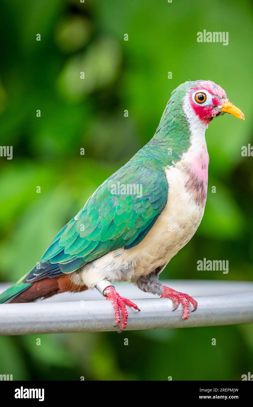 The jambu fruit dove (Ptilinopus jambu) is a smallish colourful fruit dove, which  inhabits mangrove swamps and lowland rain forests Stock Photo