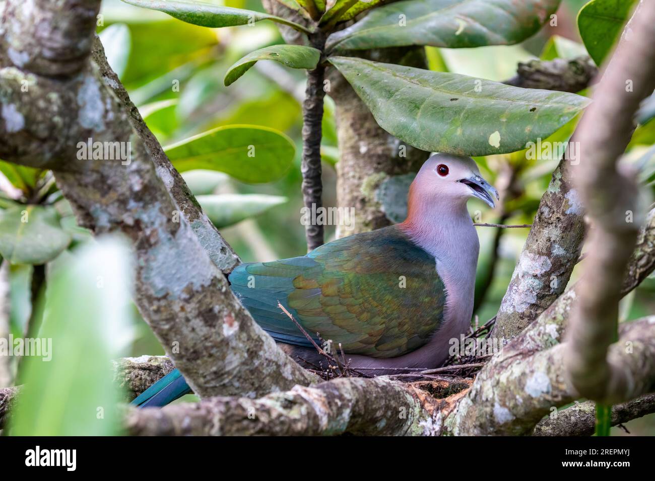 The chestnut-naped imperial pigeon (Ducula aenea paulina) is resting in the nest. It is subspecies of Green imperial pigeon from Celebes Indonesia. Stock Photo